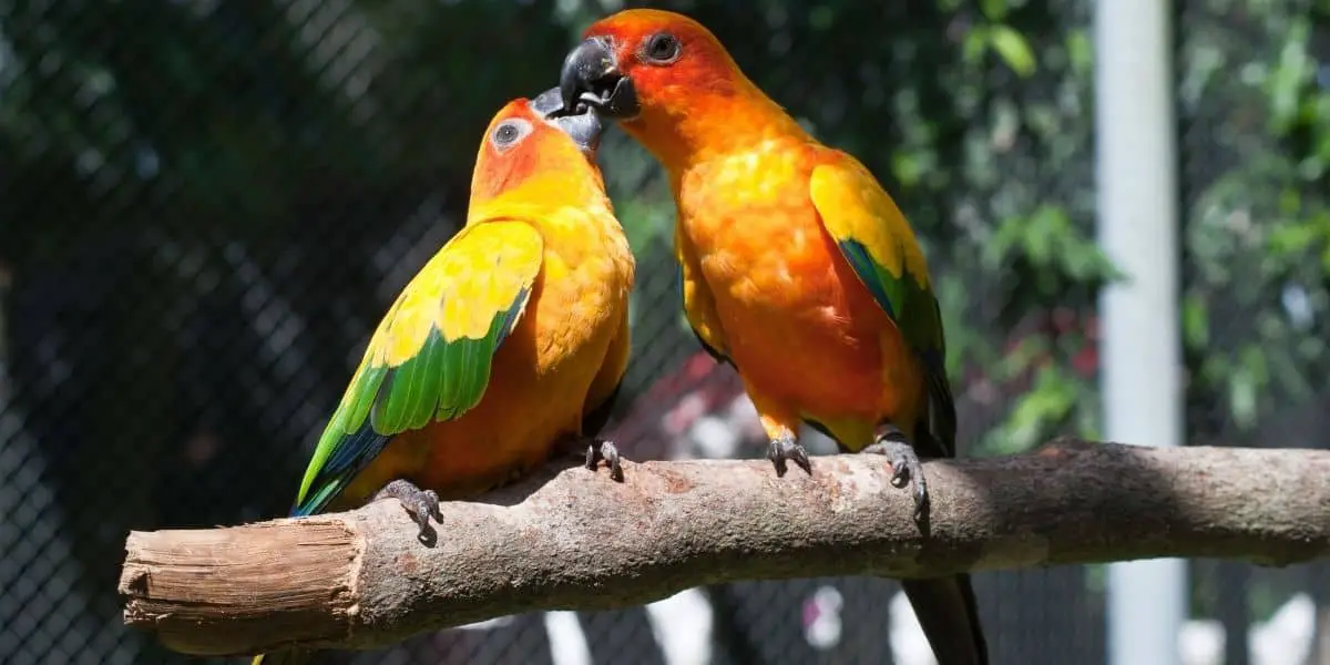 How do parrots mate? ( Mating behaviors & Body Language )