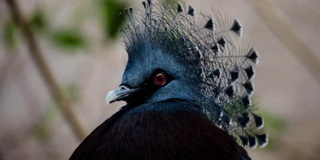 Victoria Crowned Pigeon