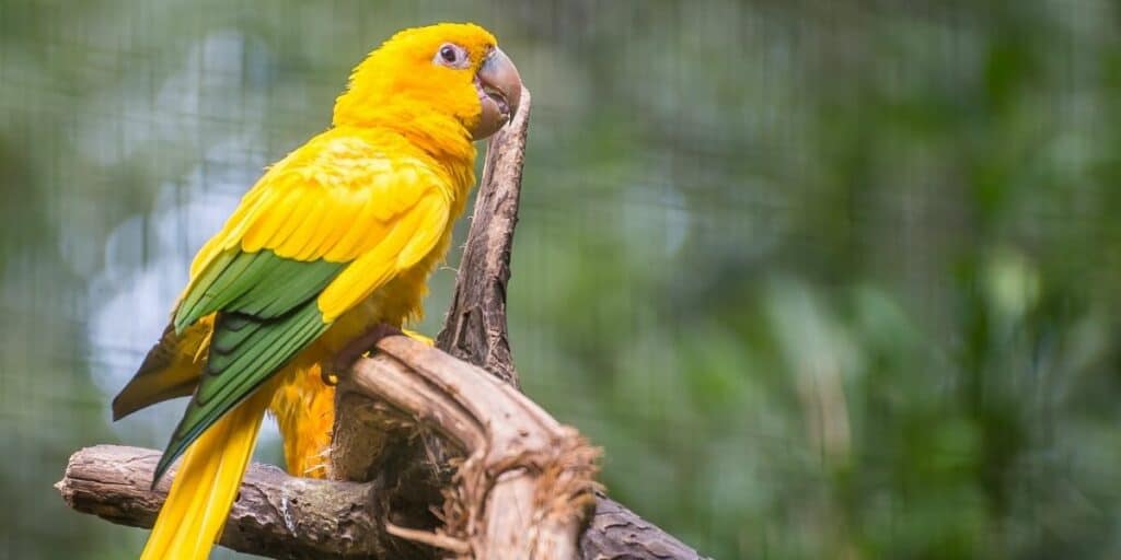 Golden Conure