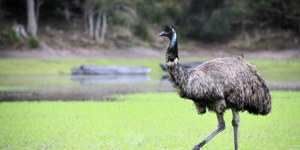 emu