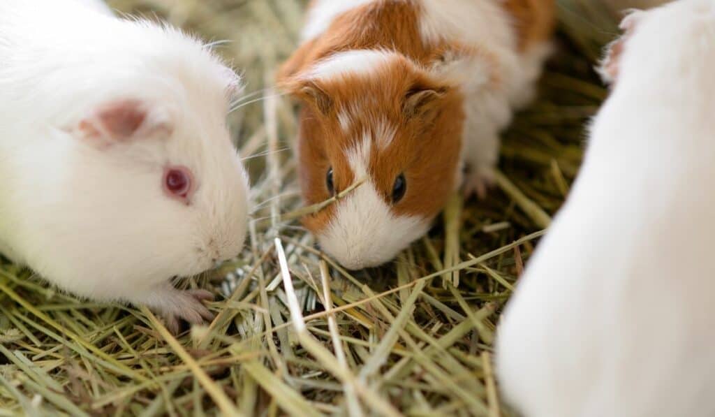 guinea pig eating hay