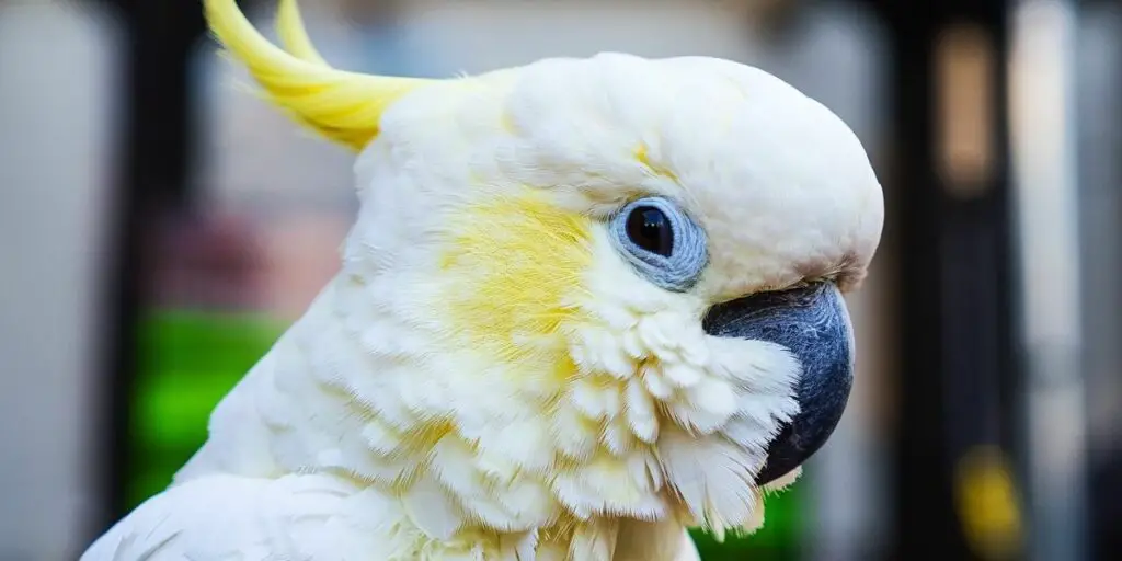 cockatoo