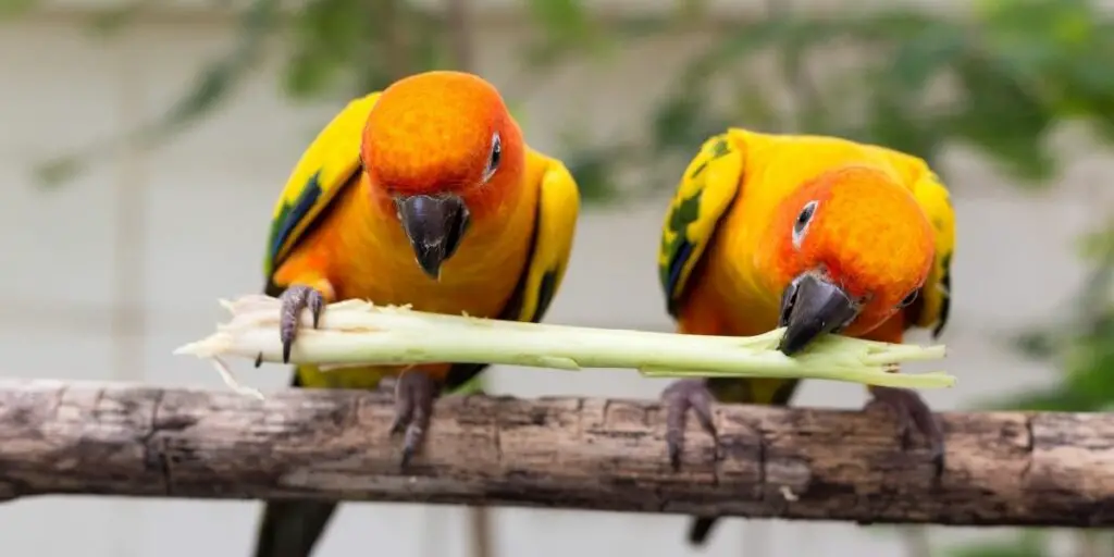 Conures