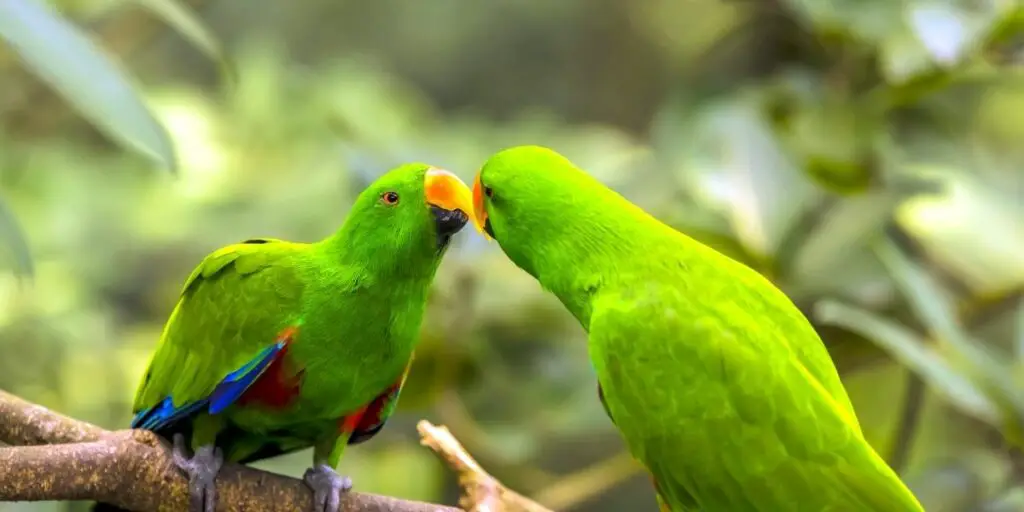 Lorikeets