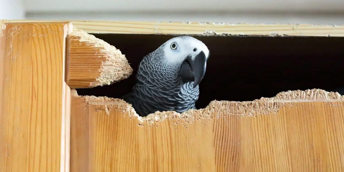 parrot destroying it's cage