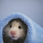 hamster in bedding