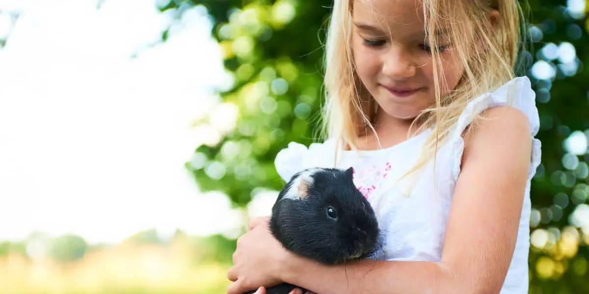 What Breed of Guinea Pig is the Friendliest?