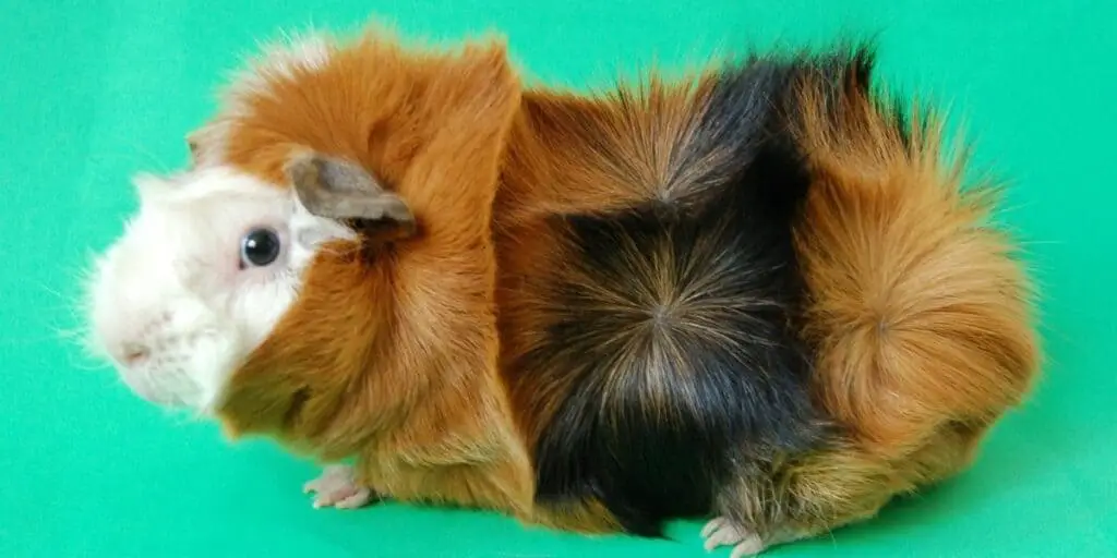 Abyssian Guinea Pigs