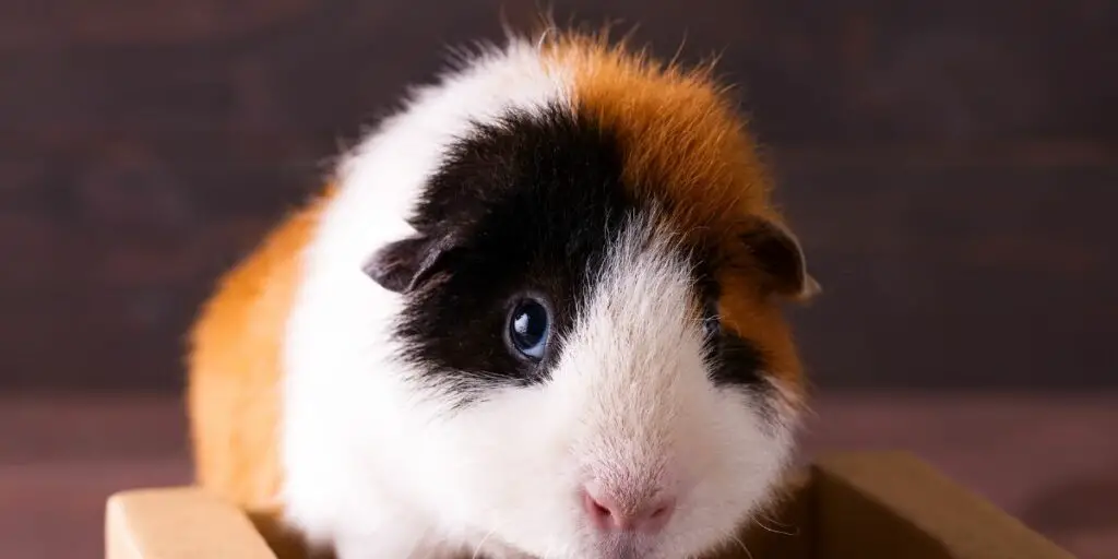 teddy guinea pig