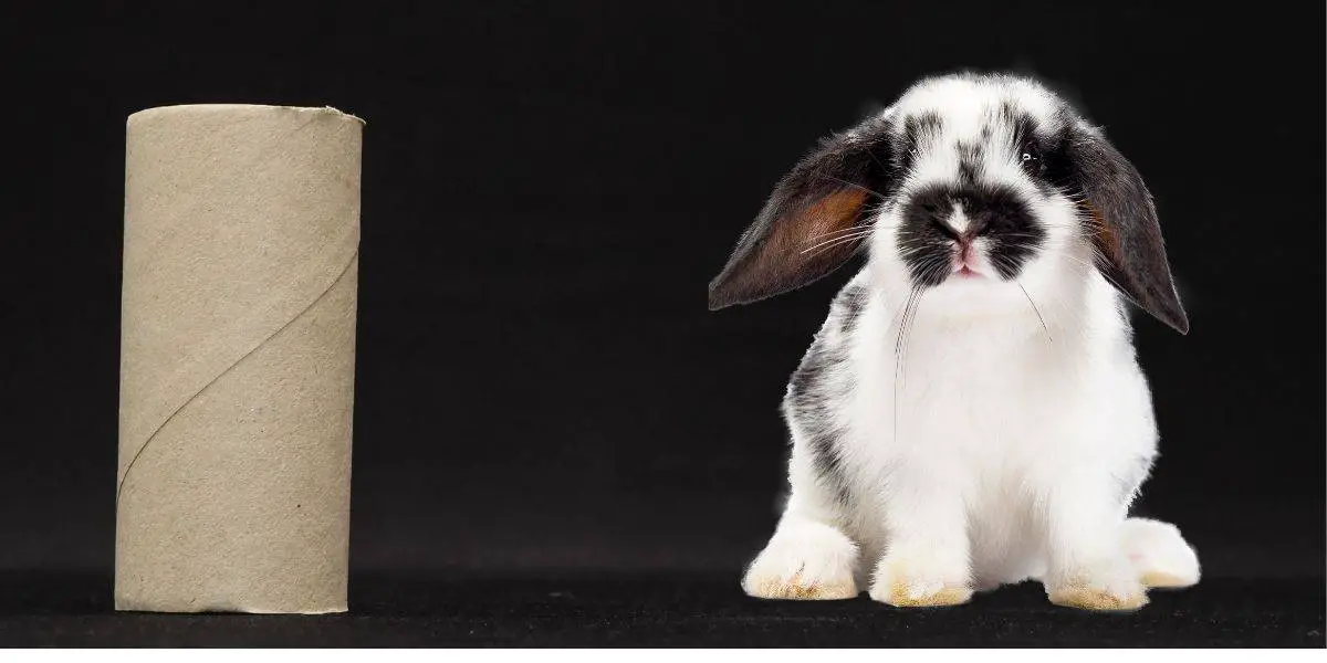 Can Rabbits Eat Cardboard? ( Is it really safe to eat )