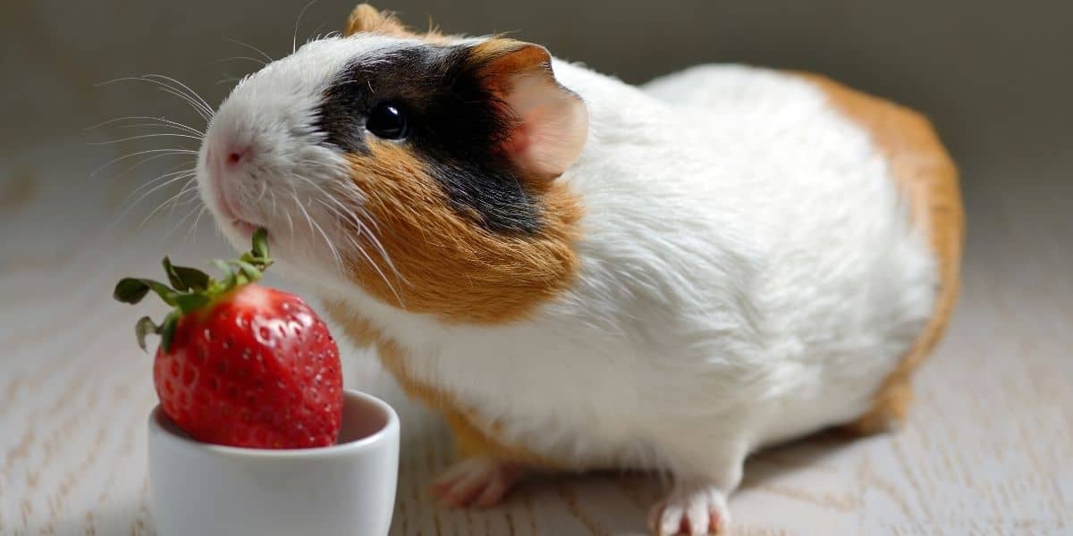 best fruits for guinea pigs