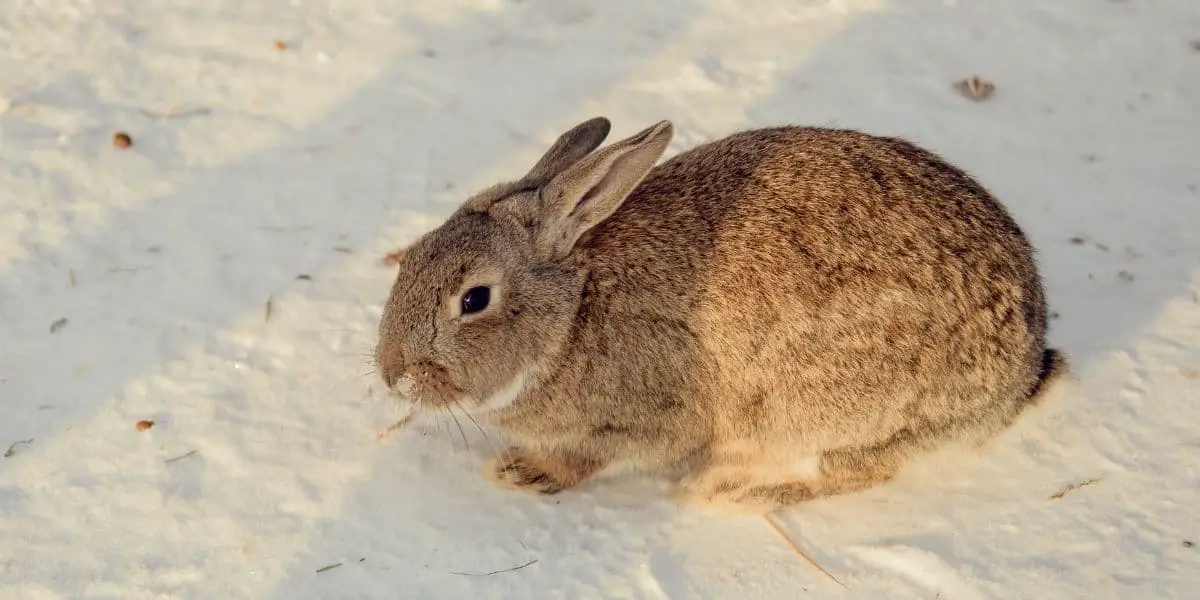 Can rabbits live outside in winter?