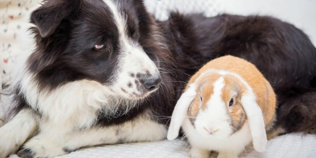 dog and pet rabbit