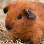 Best Guinea Pig Hay