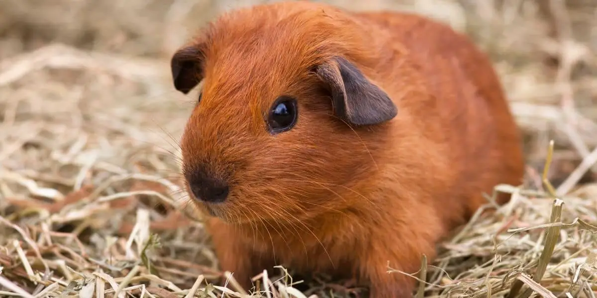 Best Guinea Pig Hay 2022 (Is There a Difference? )