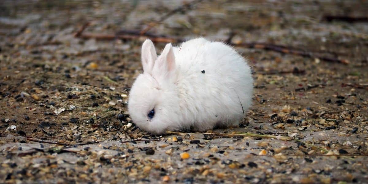 Baby Rabbit Pellets (Buyers Guide) 2022