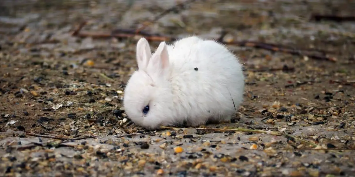 Baby Rabbit Pellets