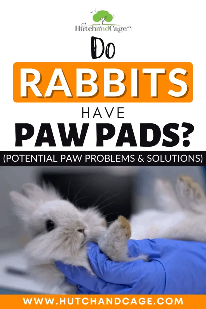 Do Rabbits Have Paw Pads