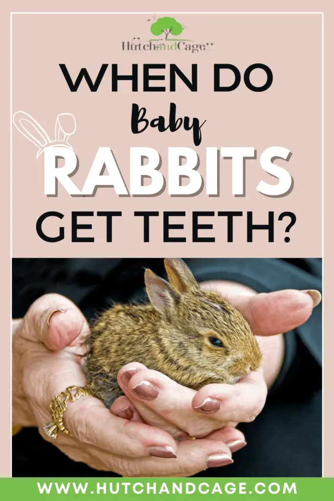 When do baby rabbits get teeth?