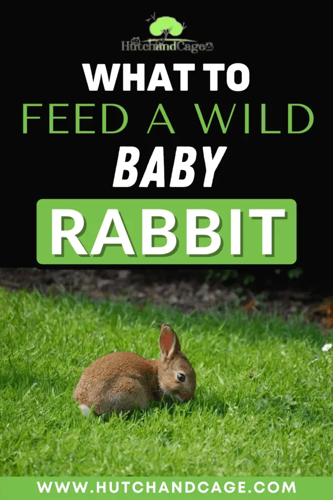 What to feed a wild baby rabbit Hutch and Cage