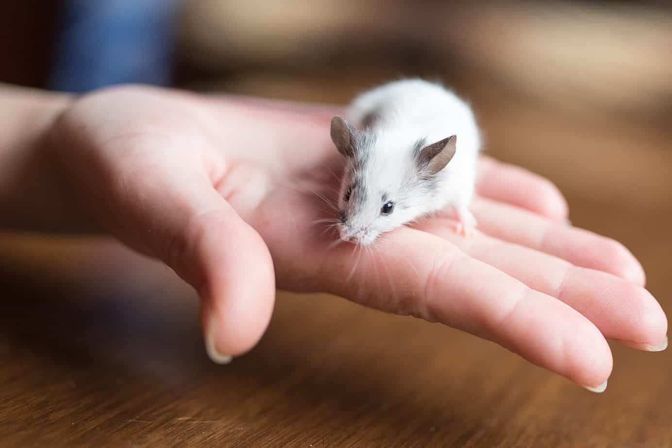 Do Pet Mice Bite? ( Should you be worried )