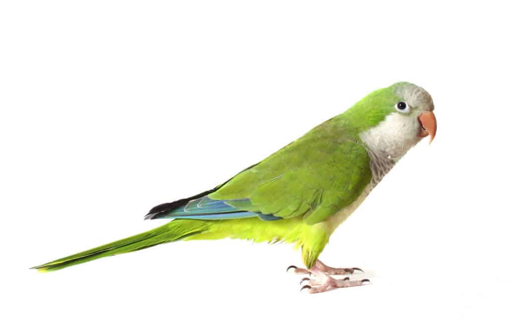 quaker parrot