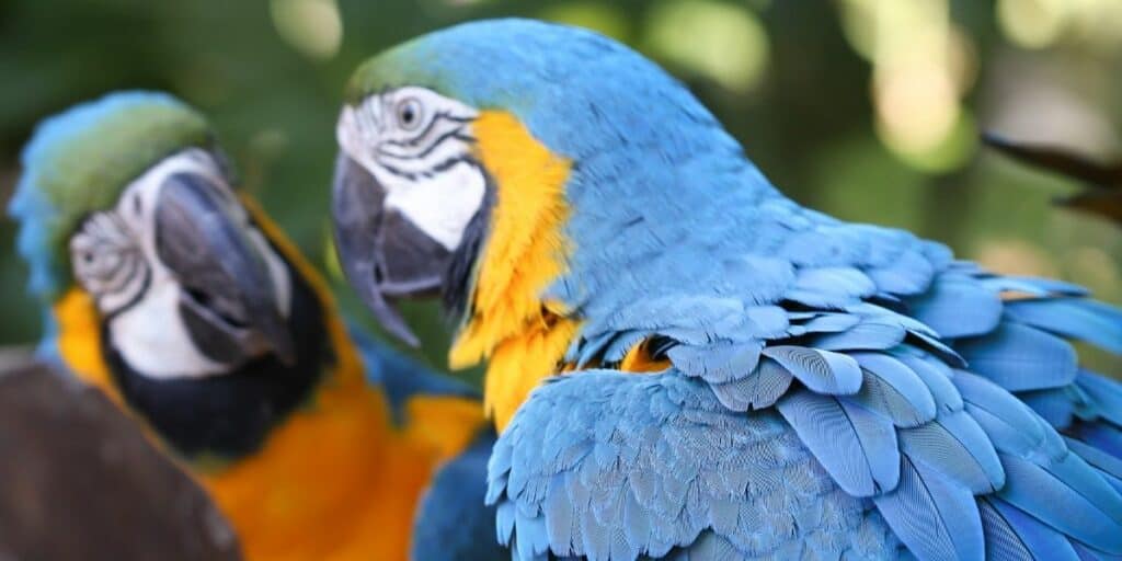 parrot and reflection