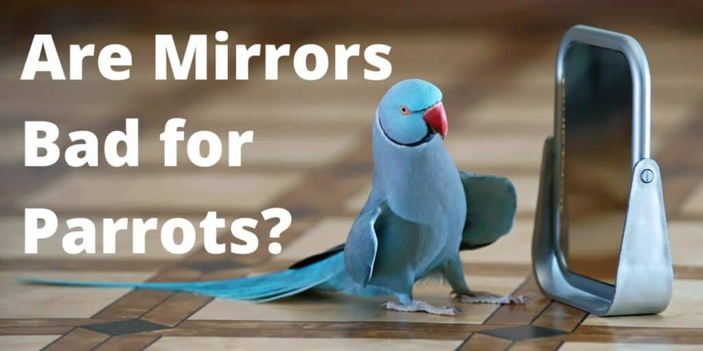 parrot and a mirror