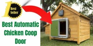 automatic chicken coop door