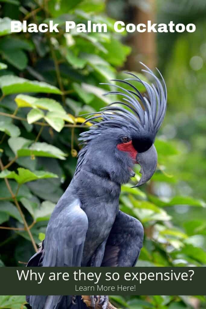 black palm cockatoo