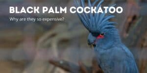 palm cockatoo price