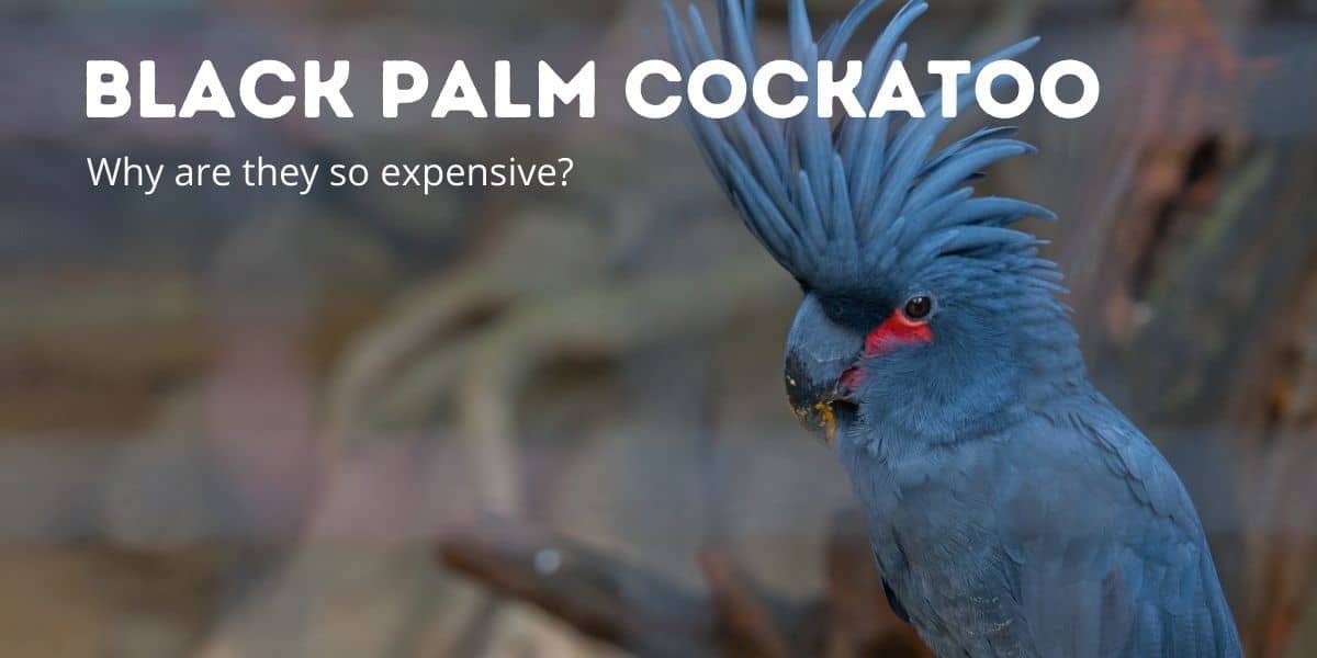 Black Palm Cockatoo Price – Why Are They So Expensive?