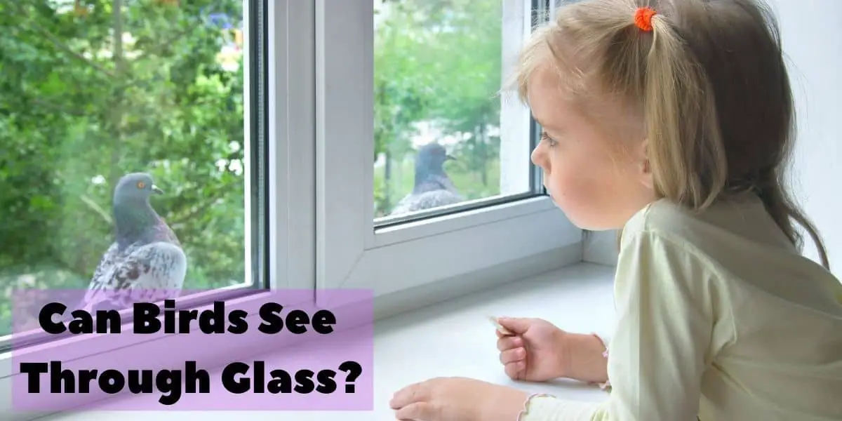 Can Birds See Through Glass?  ( There’s a Simple answer )