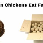 chicken and fat balls