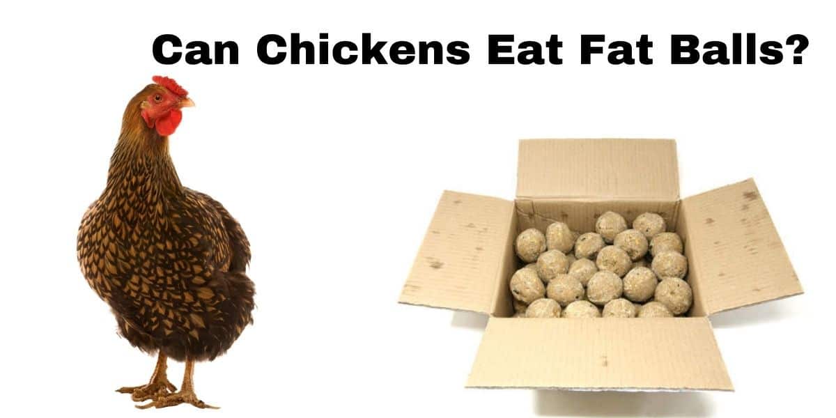 Can chickens eat fat balls? ( Is it good for them )