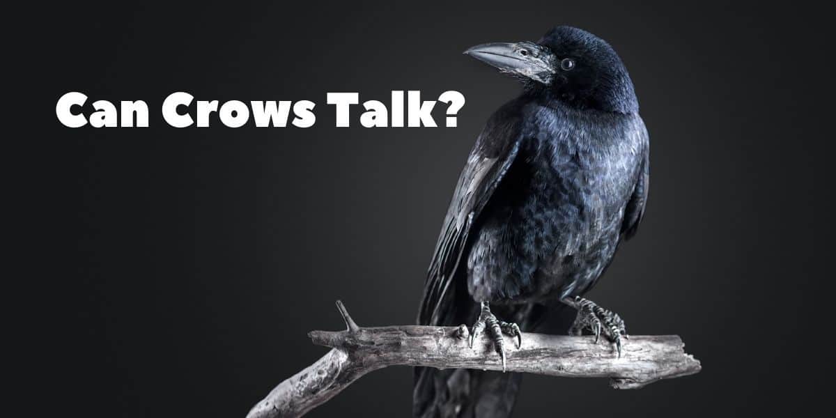 Can Crows Talk? ( Video with An Awesome talking crow)
