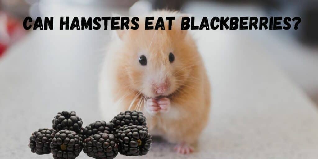 Can Hamsters Eat Blackberries? (Good Snack for Hamsters?) Hutch and Cage