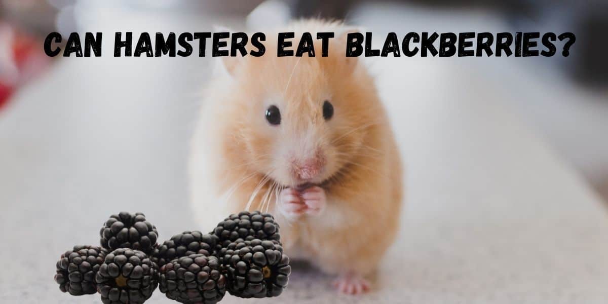 can hamsters eat blackberries