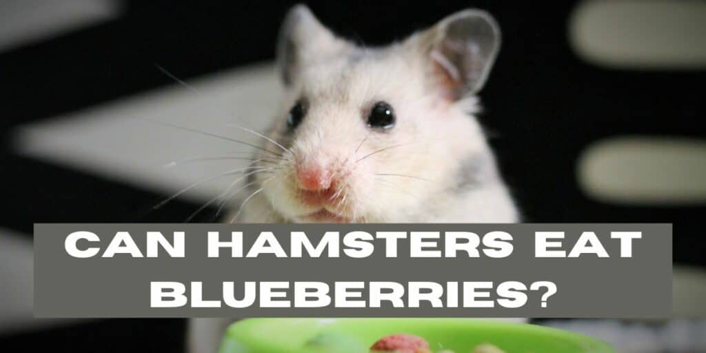 Can Hamsters Eat Blueberries? ( Pros and Cons ) Hutch and Cage