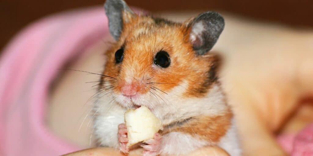Can Hamsters Eat Cheese
