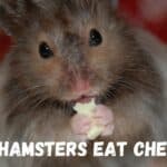 hamster eating some cheese