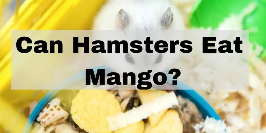 can hamsters eat mangos