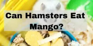 can hamsters eat mangos