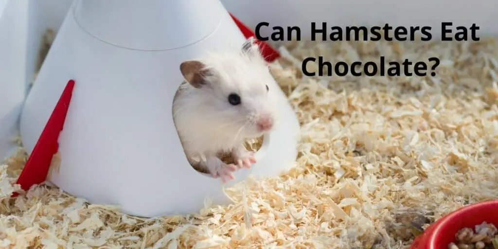 can hamsters eat chocolate