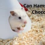 can hamsters eat chocolate