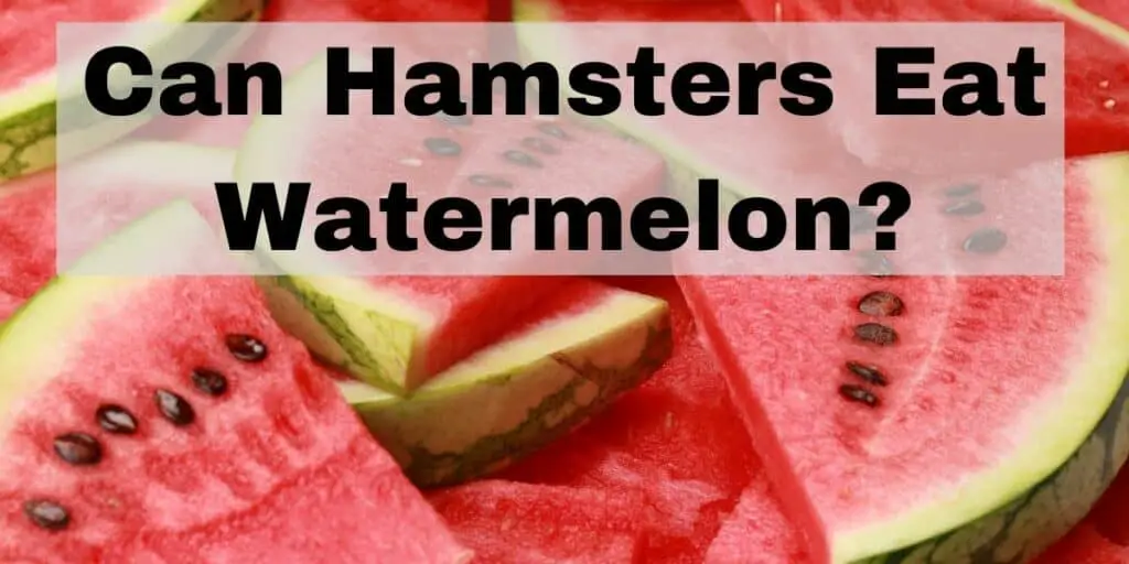 Can Hamsters Eat Watermelons?
