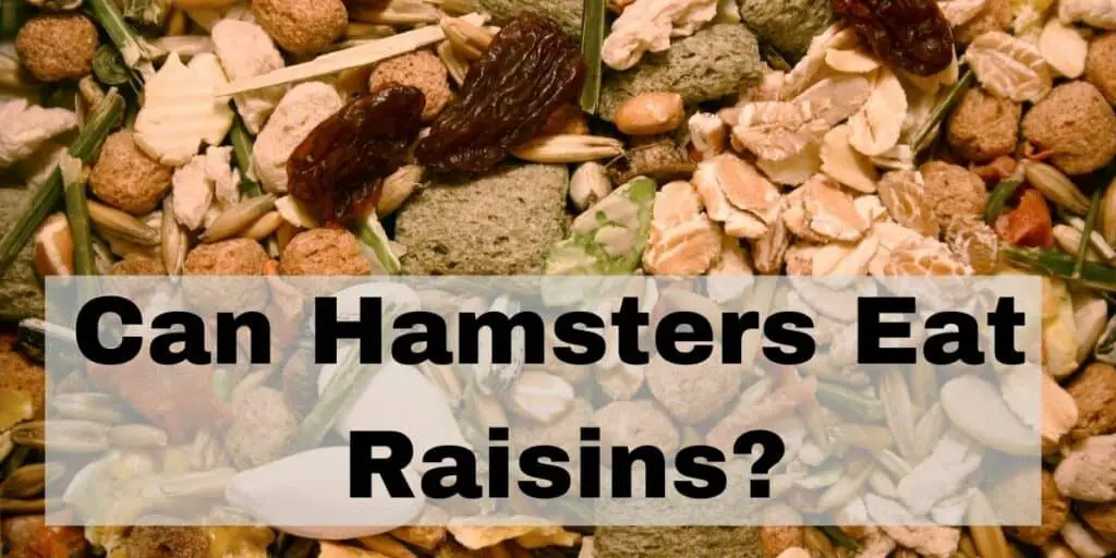 can hamsters eat raisins