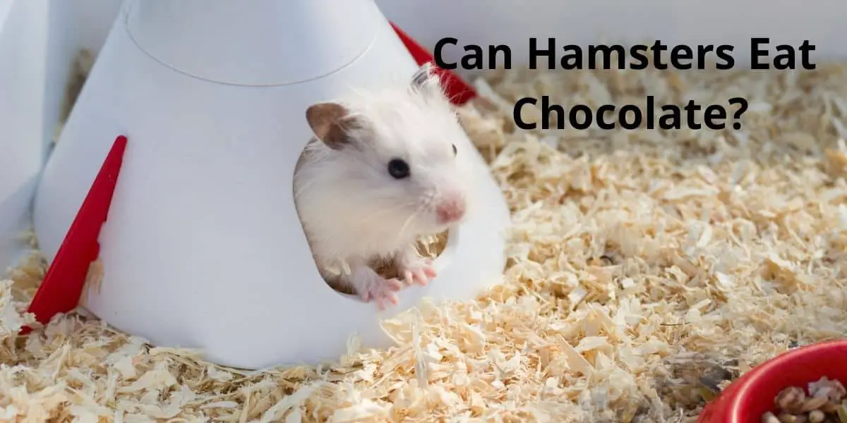 Can Hamsters Eat Chocolate ( Sweet treat or harmful? )