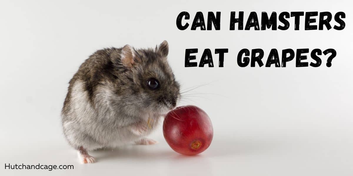 Can Hamsters Eat Grapes? ( Do they provide goodness? )