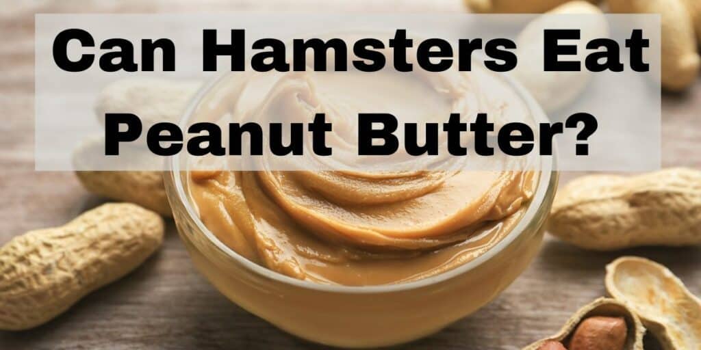 Can Hamsters Eat Peanut Butter?